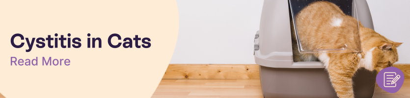 Cystitis in cats header