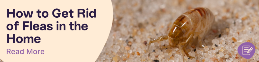 Get rid of fleas inthe home