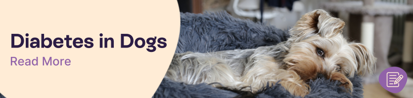Can dogs get diabetes header | Pet Drugs Online