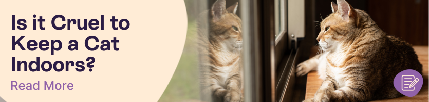 Should cats be kept indoors header