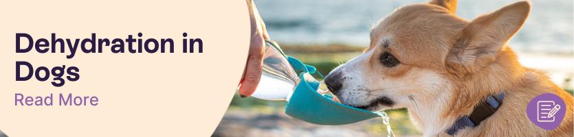 Dangers of dehydration in dogs header