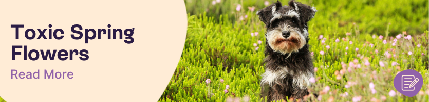 Plants that are toxic to pets