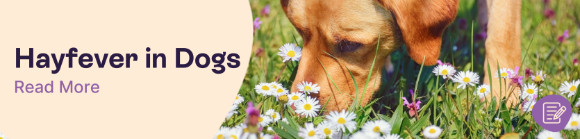 Can Dogs Get Hayfever?