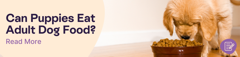 Can puppies eat adult dog food?