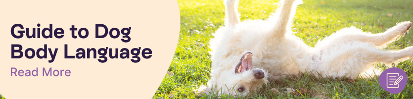 Dog body language