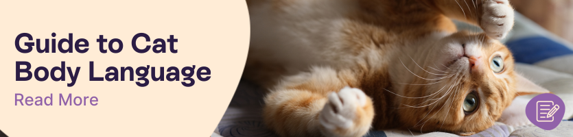 Cat body language