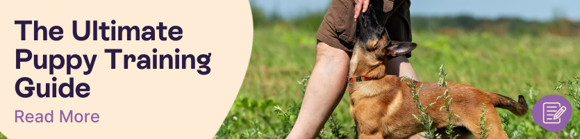 How to train a puppy