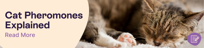 Cat-calming pheromones explained header 