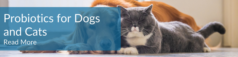 Probiotics for dogs and cats