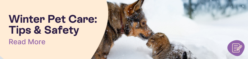 Winter Pet Care Tips and Safety 