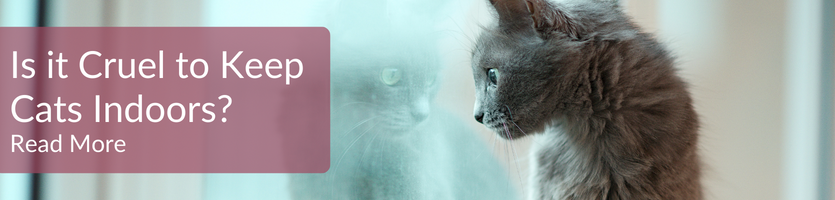 Should cats be kept indoors header