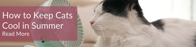 How to keep cats cool header