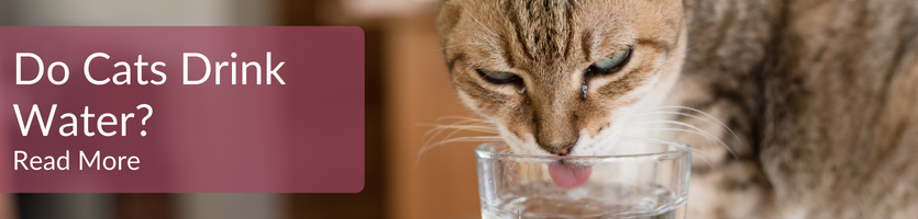 Do cats drink water?