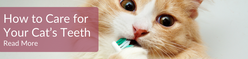 Cat dental health