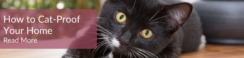 Cat proofing your home header