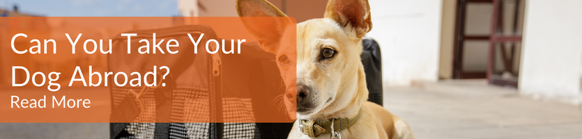 Can you take your dog abroad header