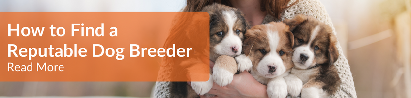 How to find an ehtical dog breeder header