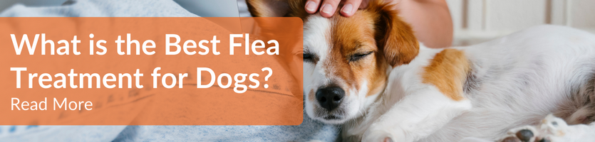 What is the Best Flea Treatment for Dogs