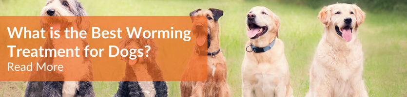 Best dog worming treatments