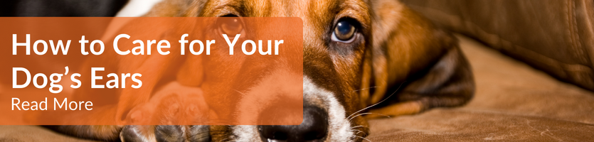 How to care for your dogs ears