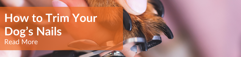 How to Cut Dogs Nails