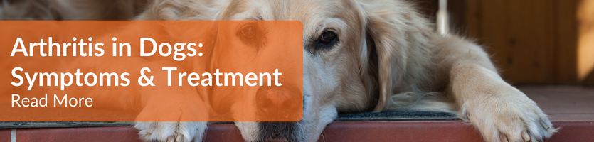 arthritis in dogs