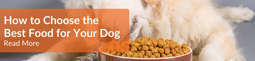 How to Choose the Best Dog Food header