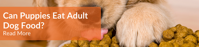 Can puppies eat adult dog food?