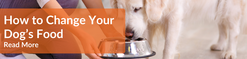 How to Change Your Dog's Food Header