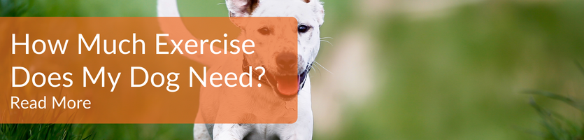 how much exercise do dogs need header