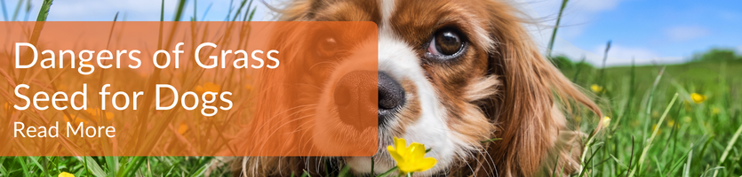 The dangers of grass seed to dogs header