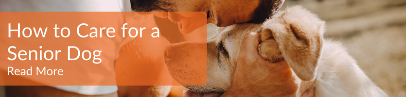 How to Care for a Senior Dog Header