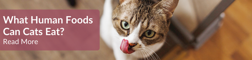 Pet Advice