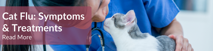 Clorogen eye drops for cats discount