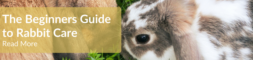 The Complete Guide to Rabbit Care