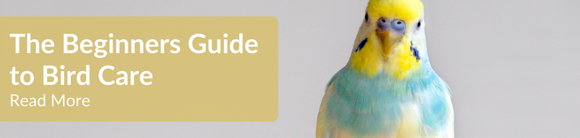 Bird care guide header