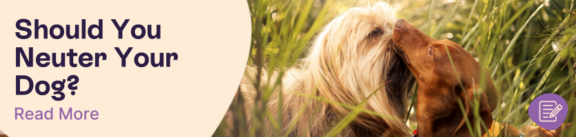 Should You Neuter Your Dog?