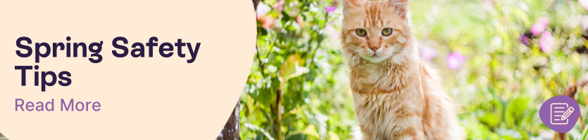 Spring Safety Tips for Pets