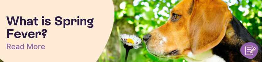 Spring Fever in Dogs Header
