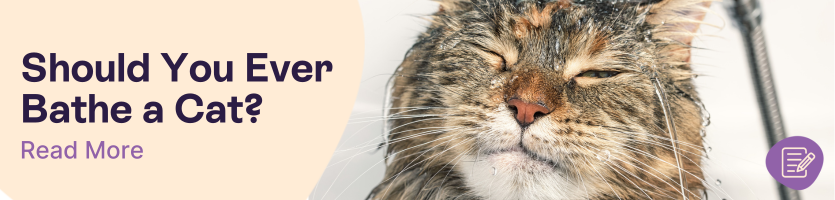 Should You Give Cats Baths?