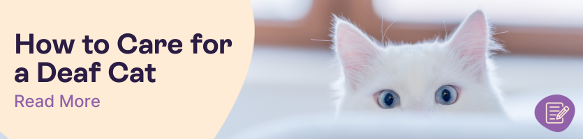 How to care for a deaf Cat Header