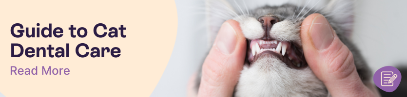 Cat dental health