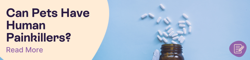 Why You Should Never Give Human Painkillers to Pets Header