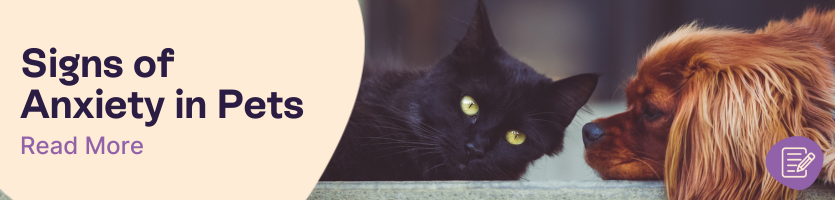 Signs of Anxiety in Pets header