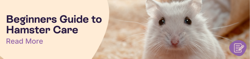 how to look after a hamster