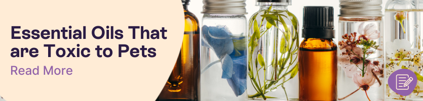 Essential Oils Toxic to Pets Header