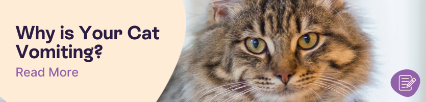 Cat Vomit Header 