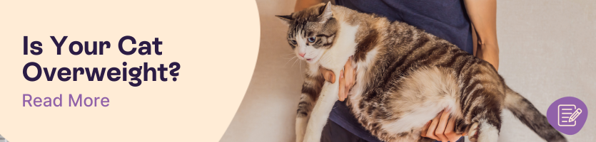 Is your cat over weight? 