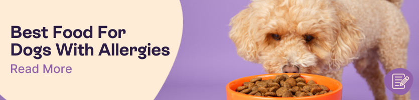 Best Food for Dogs With Allergies Header