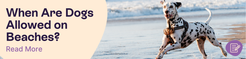 When are Dogs Allowed on the Beach Header
